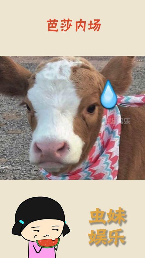 娱乐吃瓜酱猪猪侠