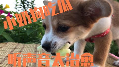 娱乐吃瓜酱小动物,揭秘小动物界的趣味故事