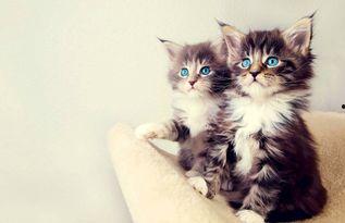 娱乐吃瓜酱小猫被薅起来,薅猫事件背后的真相