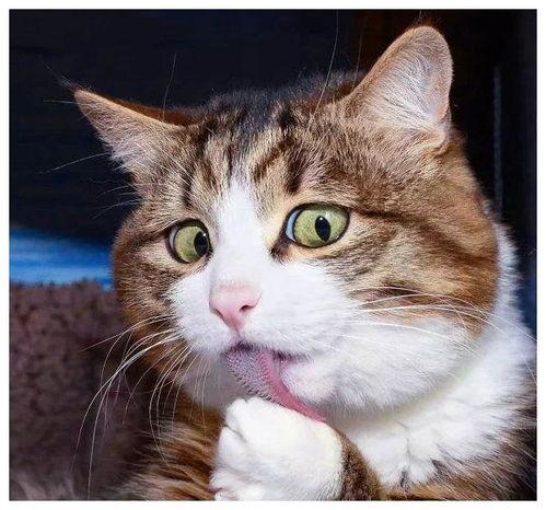 娱乐吃瓜酱小猫被薅起来,薅猫事件背后的真相