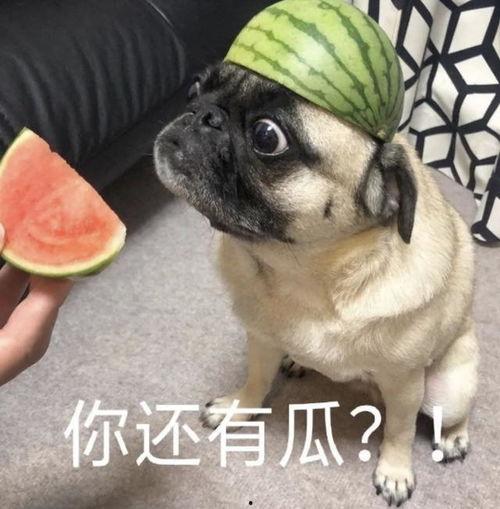 吃瓜表情包可爱,吃瓜表情包的可爱魅力