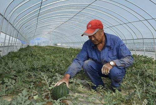 座等吃瓜,揭秘网络热议背后的真相与趣味